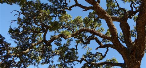 Valley Oak – Nature in Novato