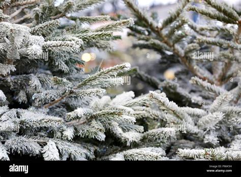 A Christmas tree decorated with fake snow for sale in a garden centre ...