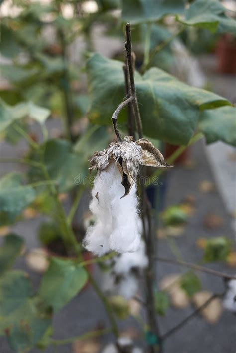 Gossypium Herbaceum Plant with Cotton Fibers Stock Photo - Image of ...