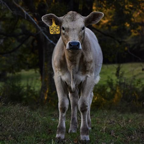 5 Tips For Tagging Cattle - My Job Depends on Ag Magazine