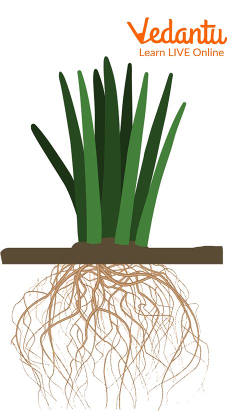 Tap Root and Fibrous Root: Learn Definition, Properties and Facts