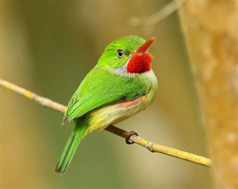 Birding Jamaica - World Bird Traveler