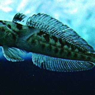 (PDF) The Cardiovascular System of Antarctic Icefish Appears to Have Been Designed to Utilize ...