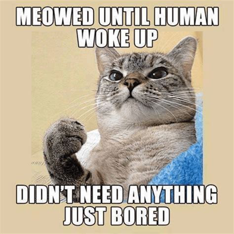 Hilarious Cat Memes to Make You Laugh Right Meow