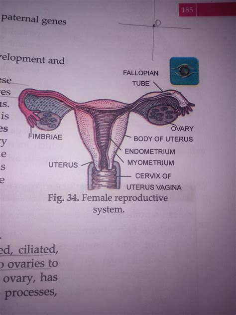 Female Reproductive System Anatomy