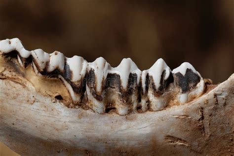 758 Cow Teeth Stock Photos - Free & Royalty-Free Stock Photos from ...