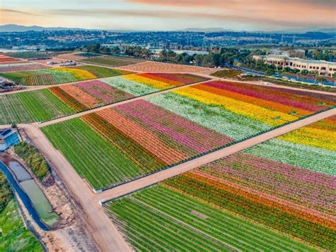 Carlsbad Flower Fields To Open March 1 With Social Distancing ...