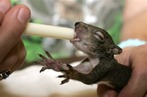 Baby squirrel feeding classes set in Mobile (with awww cute photos) | AL.com