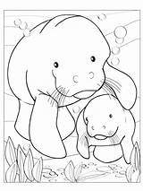 Manatee coloring Pages sketch template