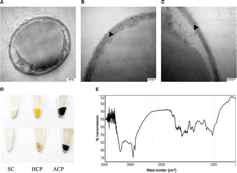 Identification of sporopollenin in the cell wall of C. protothecoides.... | Download Scientific ...