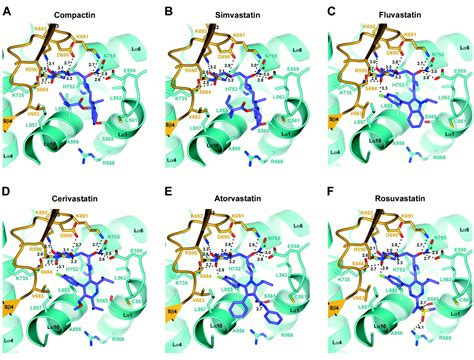 Structural Mechanism for Statin Inhibition of HMG-CoA Reductase | Science