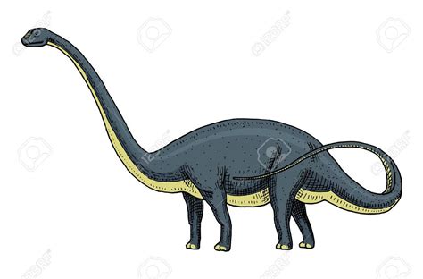 Brontosaurus Pictures & Facts - The Dinosaur Database