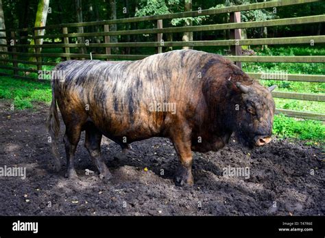 Zubron, crossing of domestic cattle and bison (Bos taurus x Bison ...