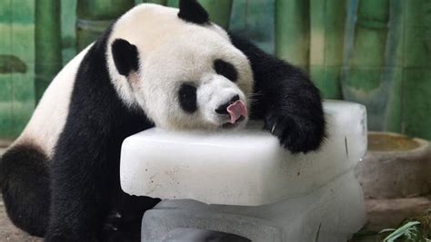 Why Pandas May Always Be Endangered: 5 Fast Facts | Heavy.com