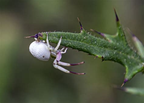 White-banded Crab Spider | Mike Powell