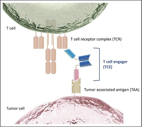 T-cell engager mechanism of action. T-cell engagers (TCEs) are... | Download Scientific Diagram