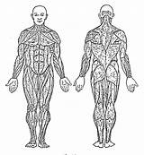 Human Anatomy Coloring Pages Free Sketch Page sketch template