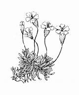 Spanish Moss Tree Coloring Pages sketch template