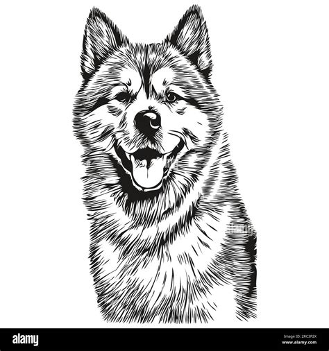 Akita dog cartoon face ink portrait, black and white sketch drawing, tshirt print realistic ...