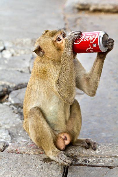 Image result for monkey with a soda | San diego zoo, Zoo, Diego