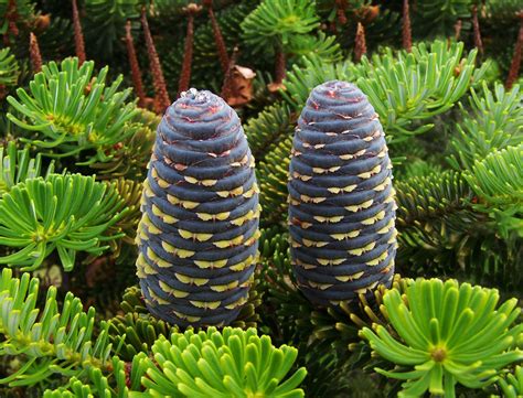 Abies koreana (Abeto Coreano, Korean Fir, Kusang Namu, Sapin Coréen ...