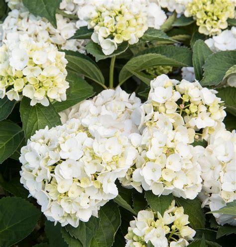 White Bigleaf Hydrangea - Monrovia - White Bigleaf Hydrangea 4 - 6' Nikko Blue Hydrangea, Hardy ...