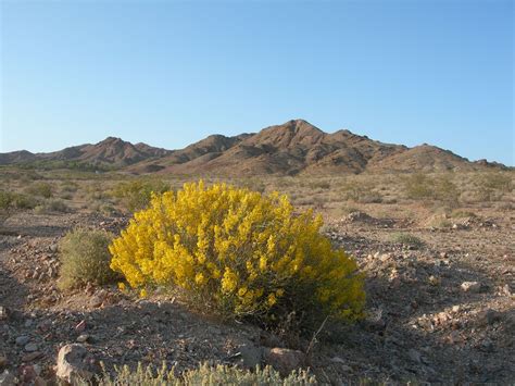 Plant Materials & Usage: MOJAVE DESERT PLANT COMMUNITEIS