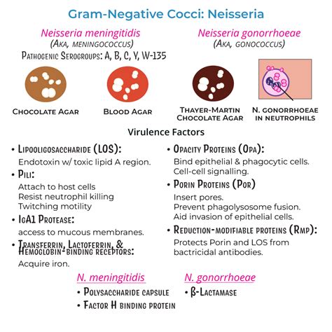 Immunology / Microbiology Glossary: Neisseria | ditki medical ...