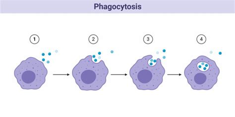 Macrophages: Structure, Immunity, Types, Functions