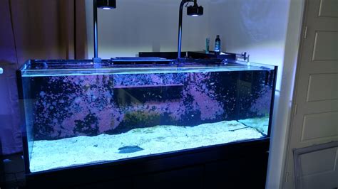 Waterbox Frag 105.4 - Tank Builds - Austin Reef Club