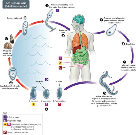 Trematodes | Basicmedical Key