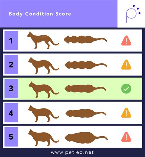 Cat Bcs Chart