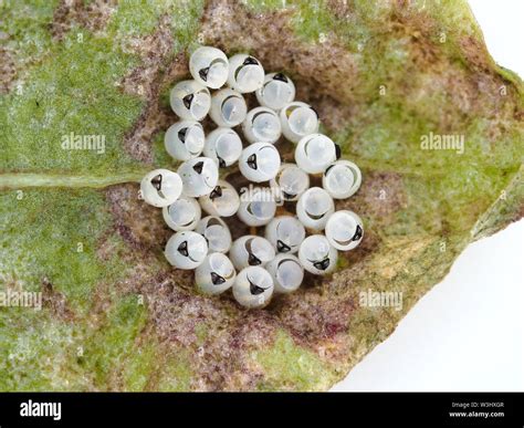 Stink Bug Eggs High Resolution Stock Photography and Images - Alamy