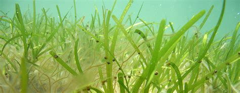 Why are aquatic plants so important?