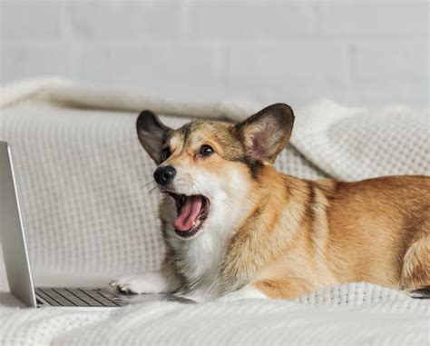 Hypoallergenic Corgis: Real or Just a Myth for the Allergy-Prone? - Corgi Planet