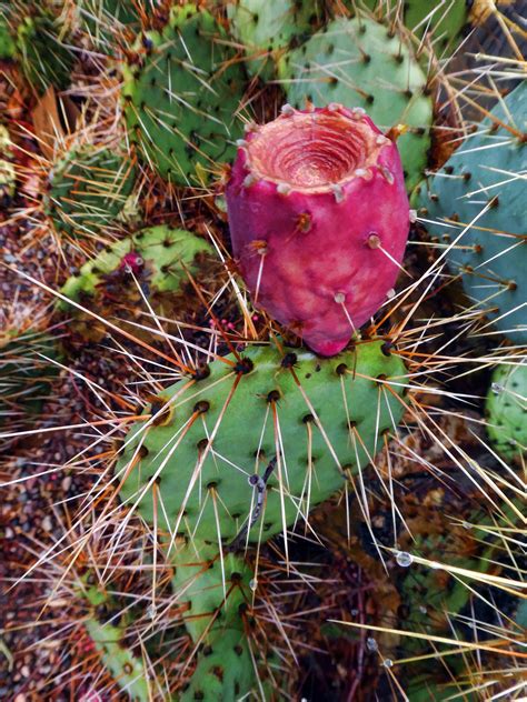 Prickly Pear Cactus Free Stock Photo - Public Domain Pictures