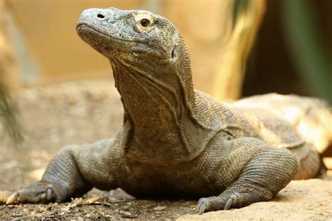 Adopt A Komodo Dragon