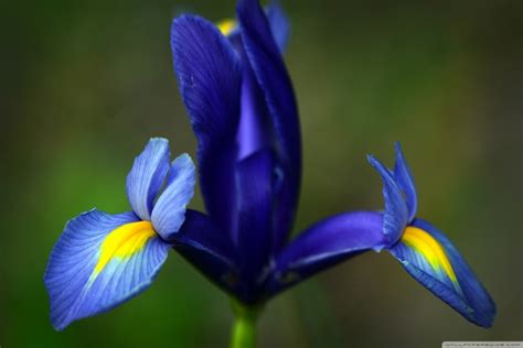 National Flower Of France Iris | Best Flower Site