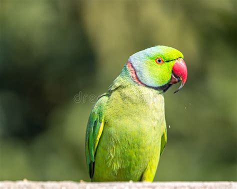 A Rose Ring Parakeet Portrait Stock Image - Image of southern, parakeet ...