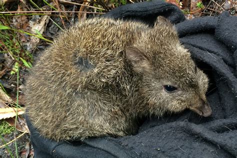 Big Welcome For Potoroo - New Bush Telegraph