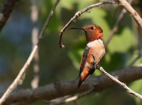 Allen's Hummingbird at Kit Carson Park - Greg in San Diego