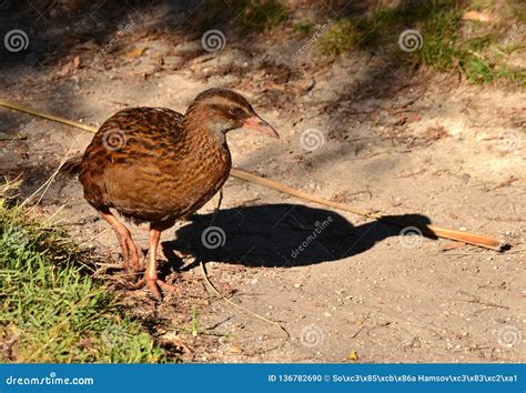 Weka Bird - Native New Zealand Endemic Flightless Bird Stock Photo ...