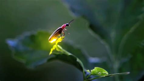 wallpapers-hub: fireflies at night