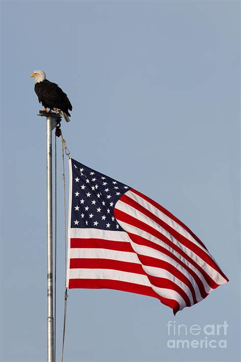 Bald Eagle with American Flag Photograph by Tammy Wolfe - Pixels