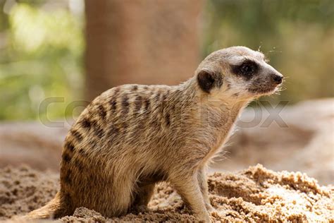 Alert Meerkat | Stock image | Colourbox