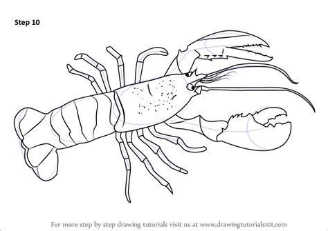 Learn How to Draw a Lobster (Other Animals) Step by Step : Drawing Tutorials