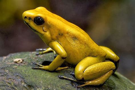 Golden Poison Dart Frog ~ Amphibians World