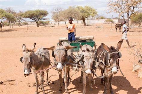 What Are Working Donkeys & What Jobs Do They Do? | SPANA