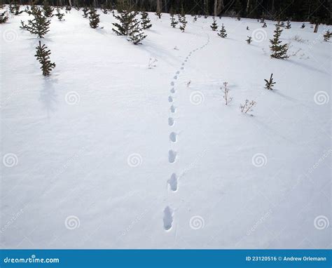 Coyote Tracks Royalty Free Stock Image - Image: 23120516