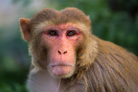 Royalty Free Rhesus Macaque Pictures, Images and Stock Photos - iStock